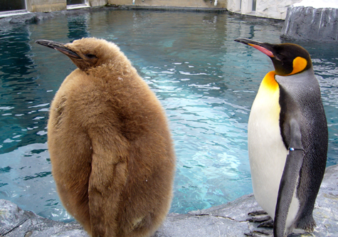 ニコニコ動物園: 面白い広告・キャンペーン・アイディアについて